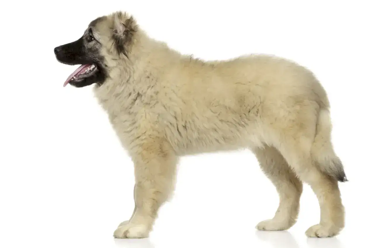 Un cachorro de pastor del Cáucaso, con pelaje largo y denso, orejas caídas y hocico oscuro, posa con la lengua fuera.