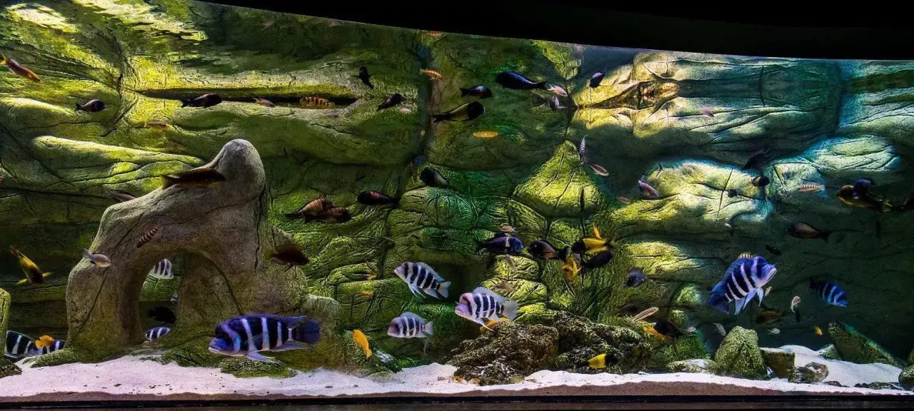 Kolorowe ryby pływają w akwarium z kamieniami i piaskiem, przypominającym podwodny świat. Można je podziwiać w ogrodzie botanicznym Gliwice.