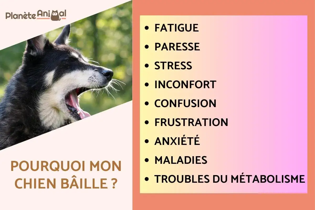 Gros plan sur un chien qui baille, le texte 