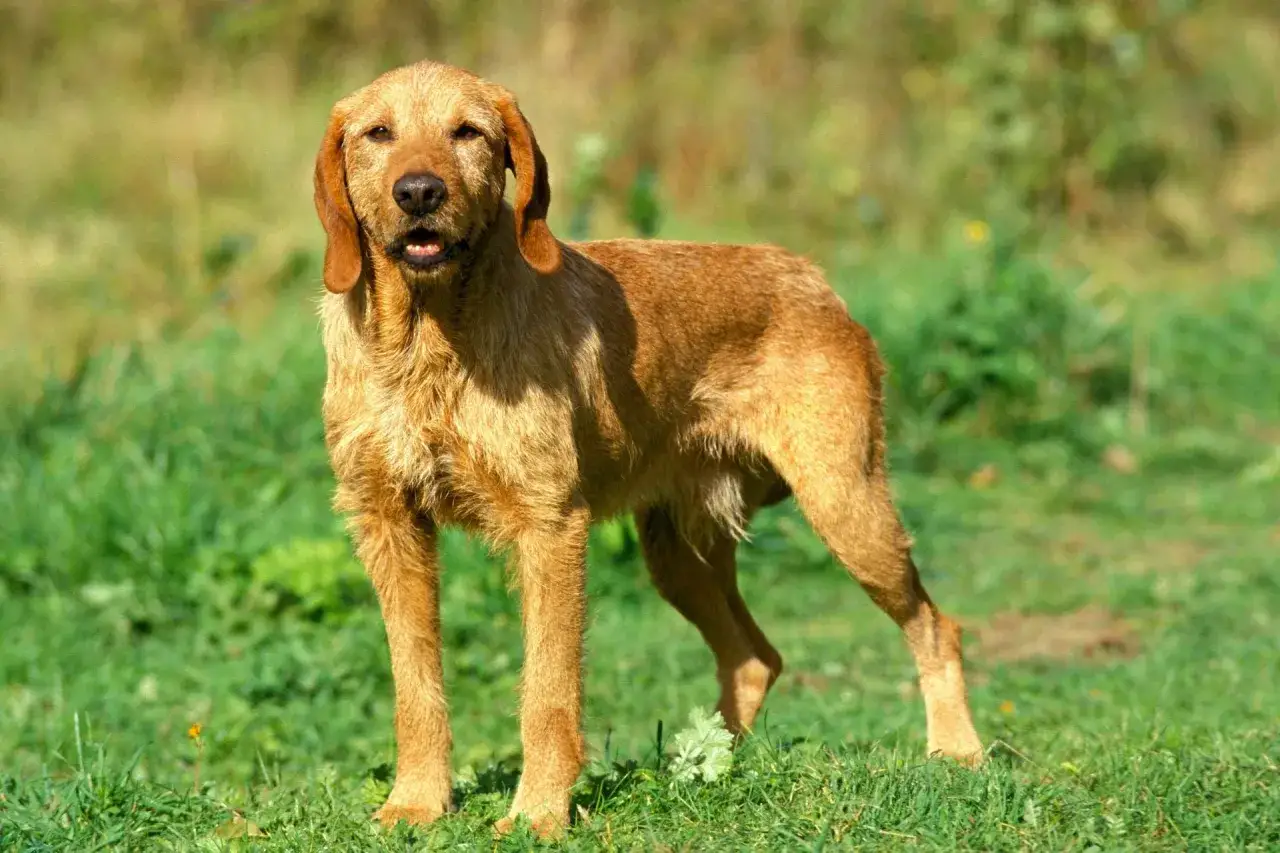 Ein Basset Fauve de Bretagne steht auf einer gr&uuml;nen Wiese.
