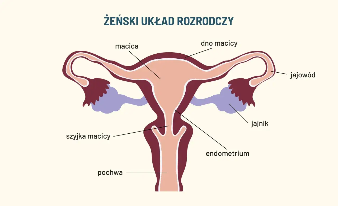 Schemat żeńskiego układu rozrodczego z zaznaczoną macicą, jajowodami, jajnikami, szyjką macicy, endometrium i pochwą.