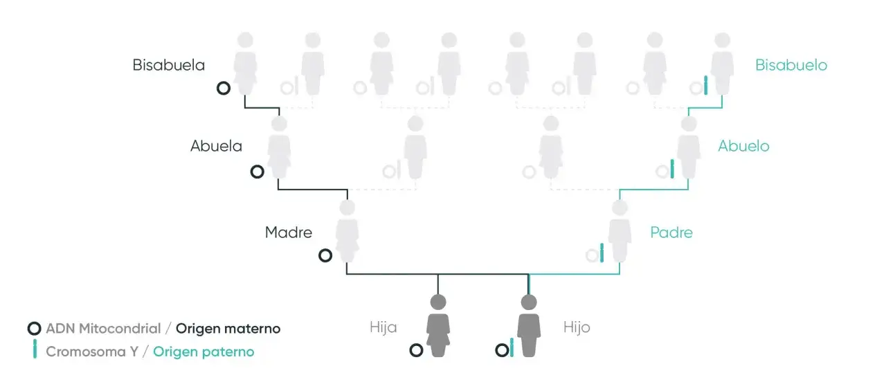 Diagrama de &aacute;rbol geneal&oacute;gico que ilustra el porcentaje de ADN entre familiares, mostrando el origen materno (ADN mitocondrial) y paterno (cromosoma Y).