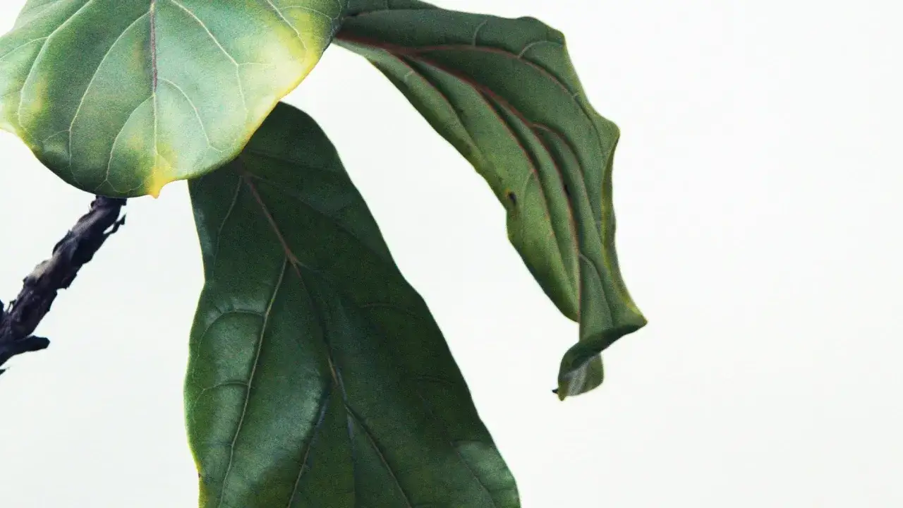 En porslinsblomma med skrumpna blad som hänger ner. Bladen är mörkgröna med tydliga ådror.