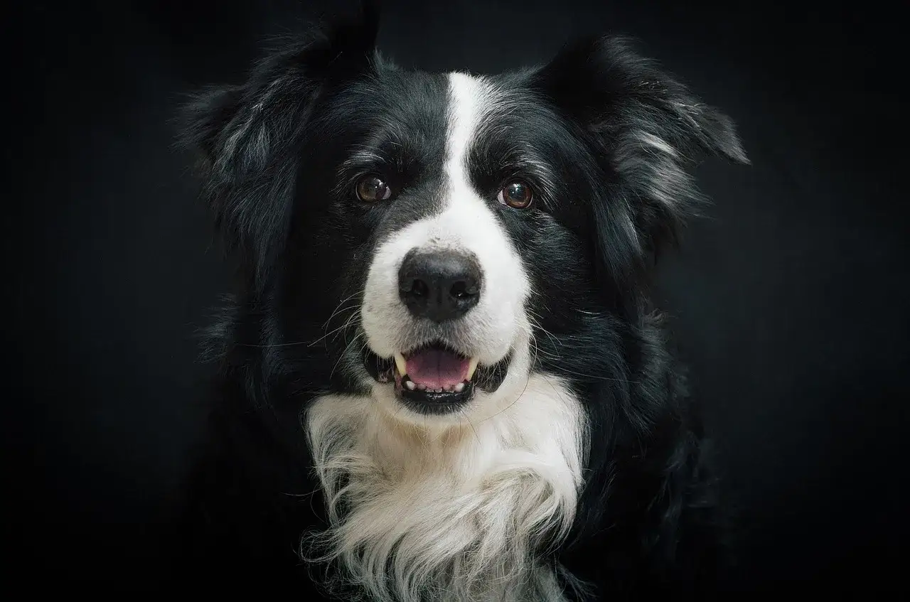 Portret psa rasy Border Collie. Jego czarno-białe futro i inteligentne oczy przyciągają uwagę.