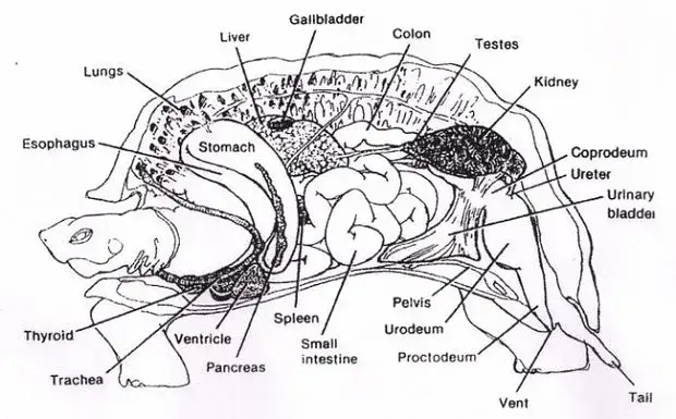 anatomia żółwia szkielet i organy