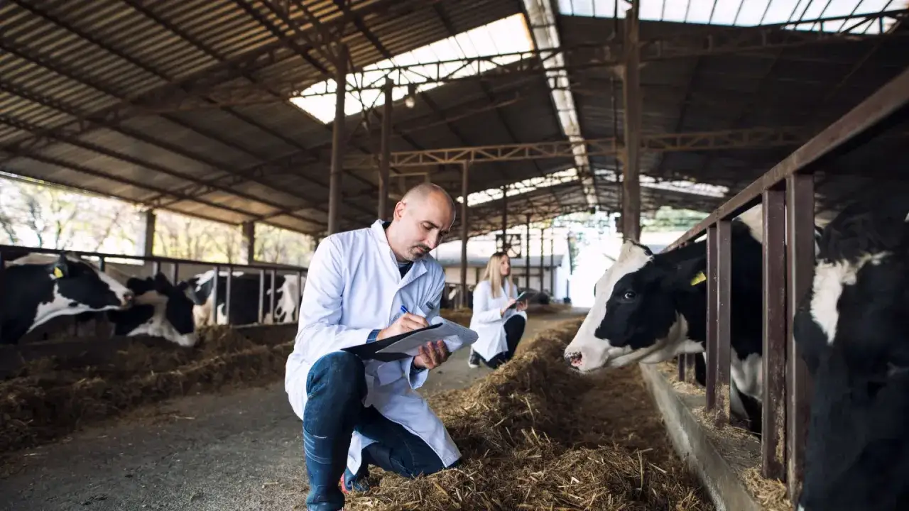 Veterinari controllano le mucche in una stalla, documentando la qualità del latte crudo per garantire la freschezza.