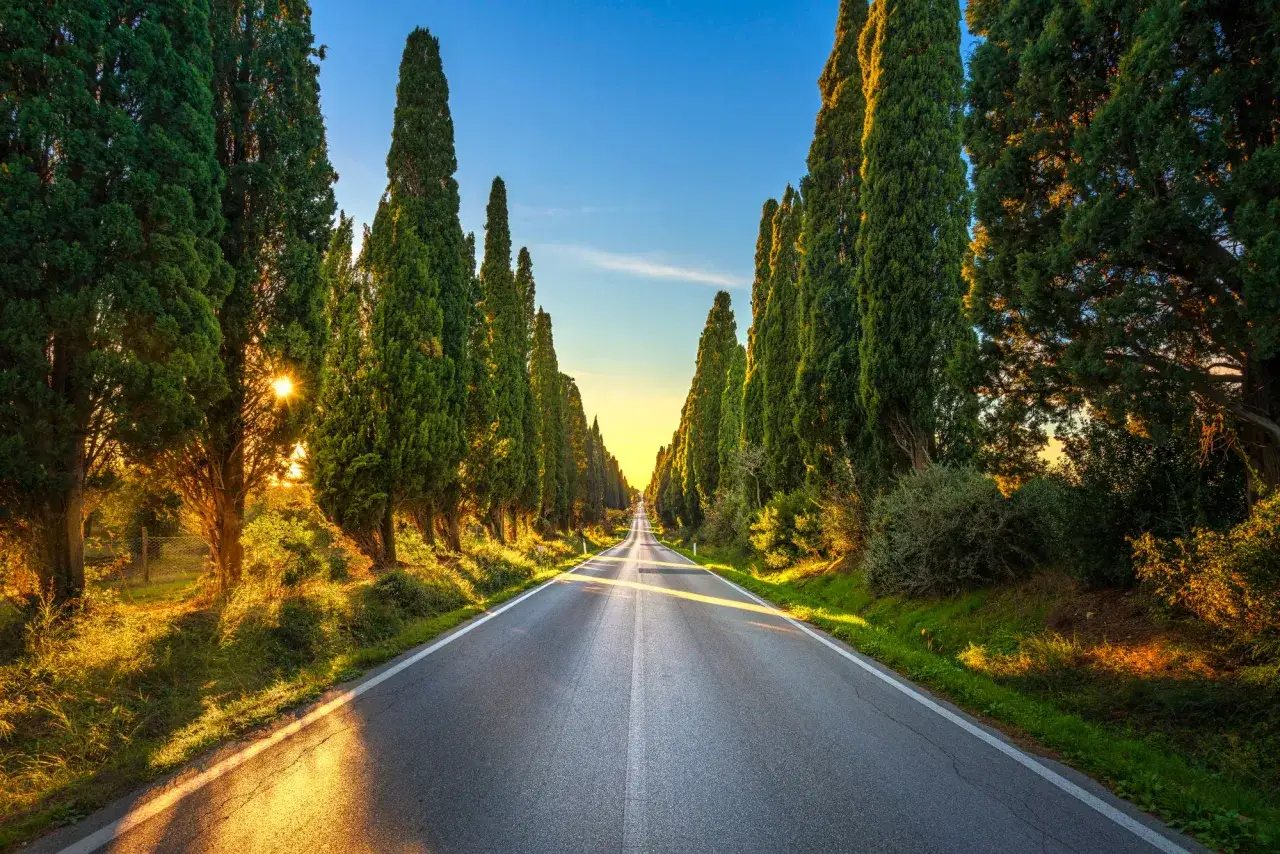 Viale di cipressi al tramonto, un classico di **Bolgheri cosa vedere**. La strada conduce verso l'infinito, illuminata da una luce dorata.