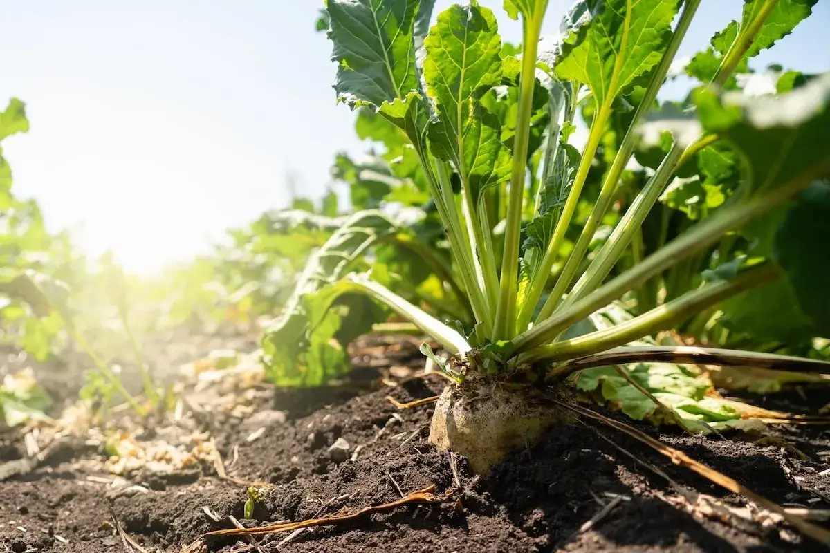 Barbabietola da zucchero, la pianta che ci regala il dolce zucchero alle piante, cresce rigogliosa nel campo sotto il sole.