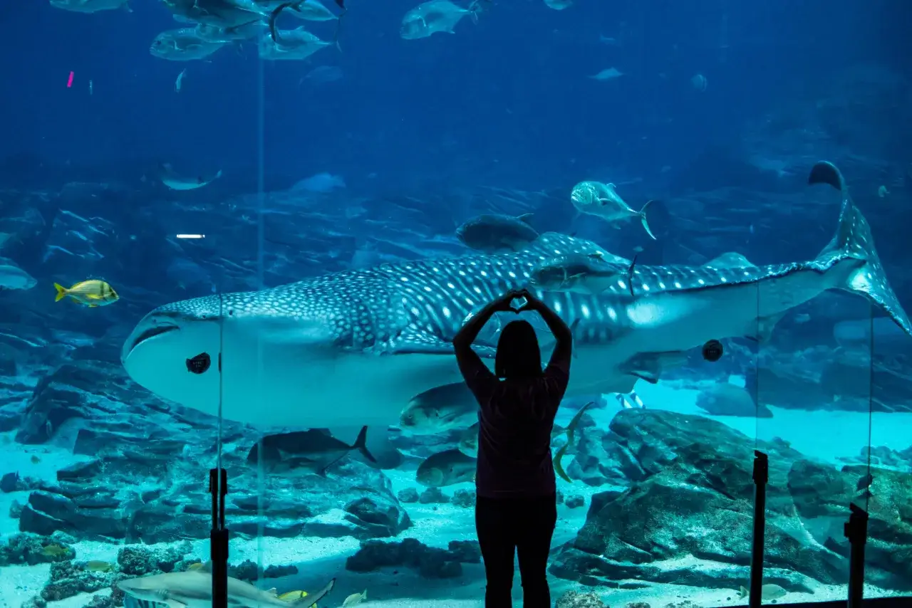 Osoba z sercem z dłoni podziwia wieloryba rekina w największym oceanarium świata.