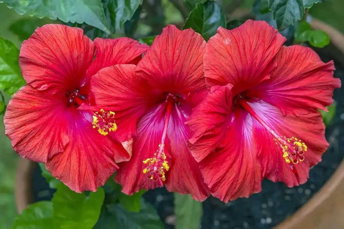 Tre r&ouml;da hibiskus blommor med gula st&aring;ndare. De &auml;r i full blom och ser ut att trivas i solen.