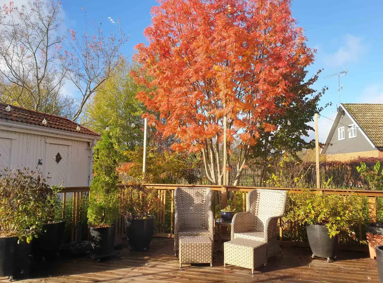 En altan med korgm&ouml;bler och krukv&auml;xter. I bakgrunden en **acer palmatum** i full h&ouml;stprakt med sina lysande orange l&ouml;v.