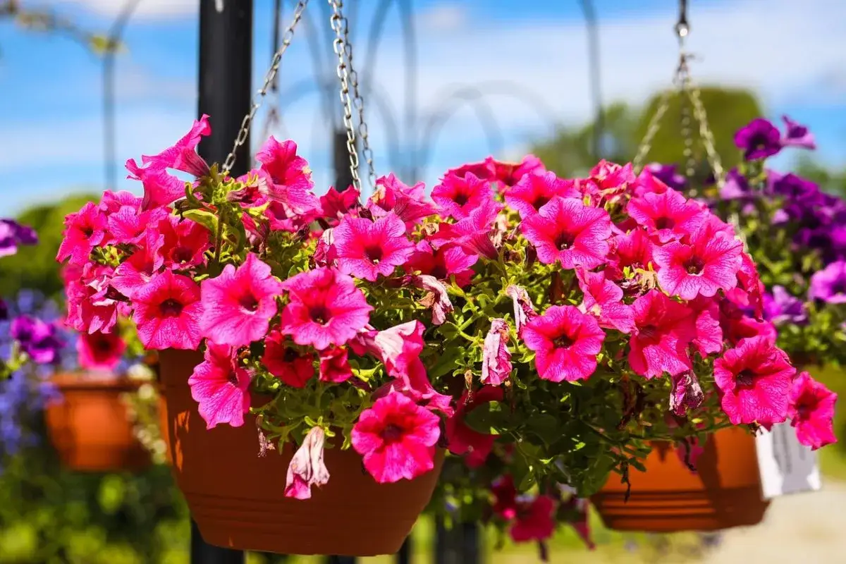 Maceta con vibrantes plantas colgantes exterior de petunias rosas y moradas, adornando un día soleado.