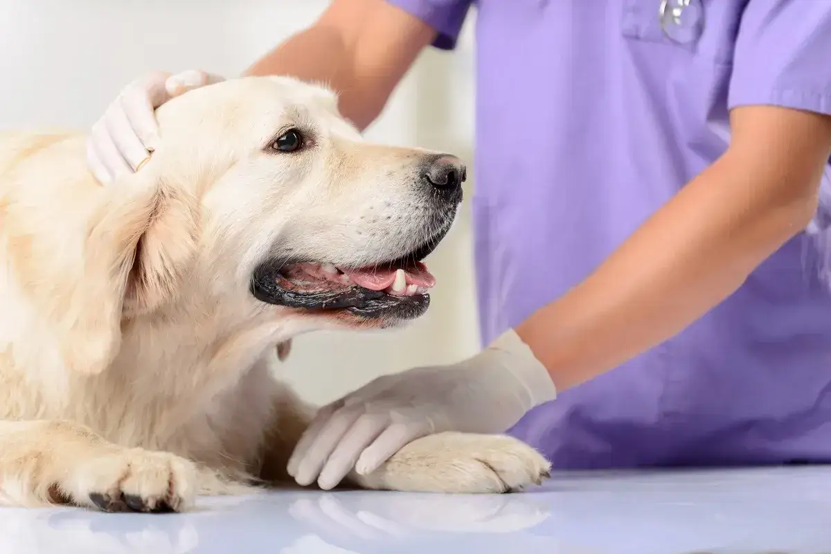 Veterinario examina a un Golden Retriever con posible ataxia. El perro parece tranquilo mientras el veterinario le toca la cabeza y la pata.