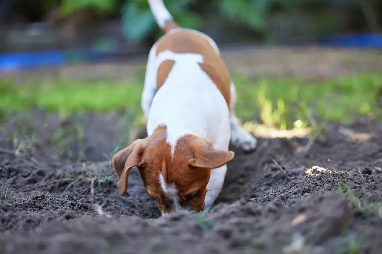 A Jack Russell terrier digs in the dirt, a classic example of why do dogs bury bones: to save them for later!