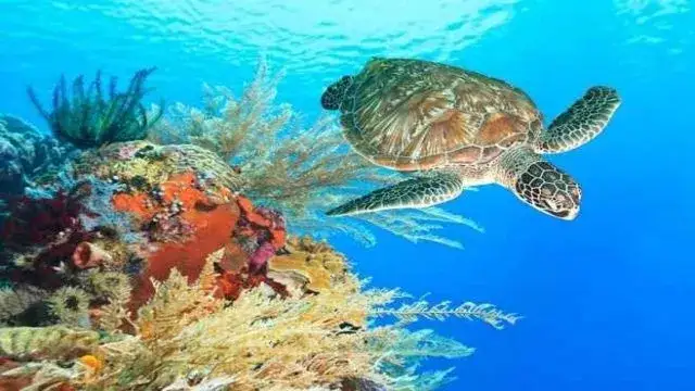 Marsa Alam rafa koralowa ż&oacute;łwie diugonie
