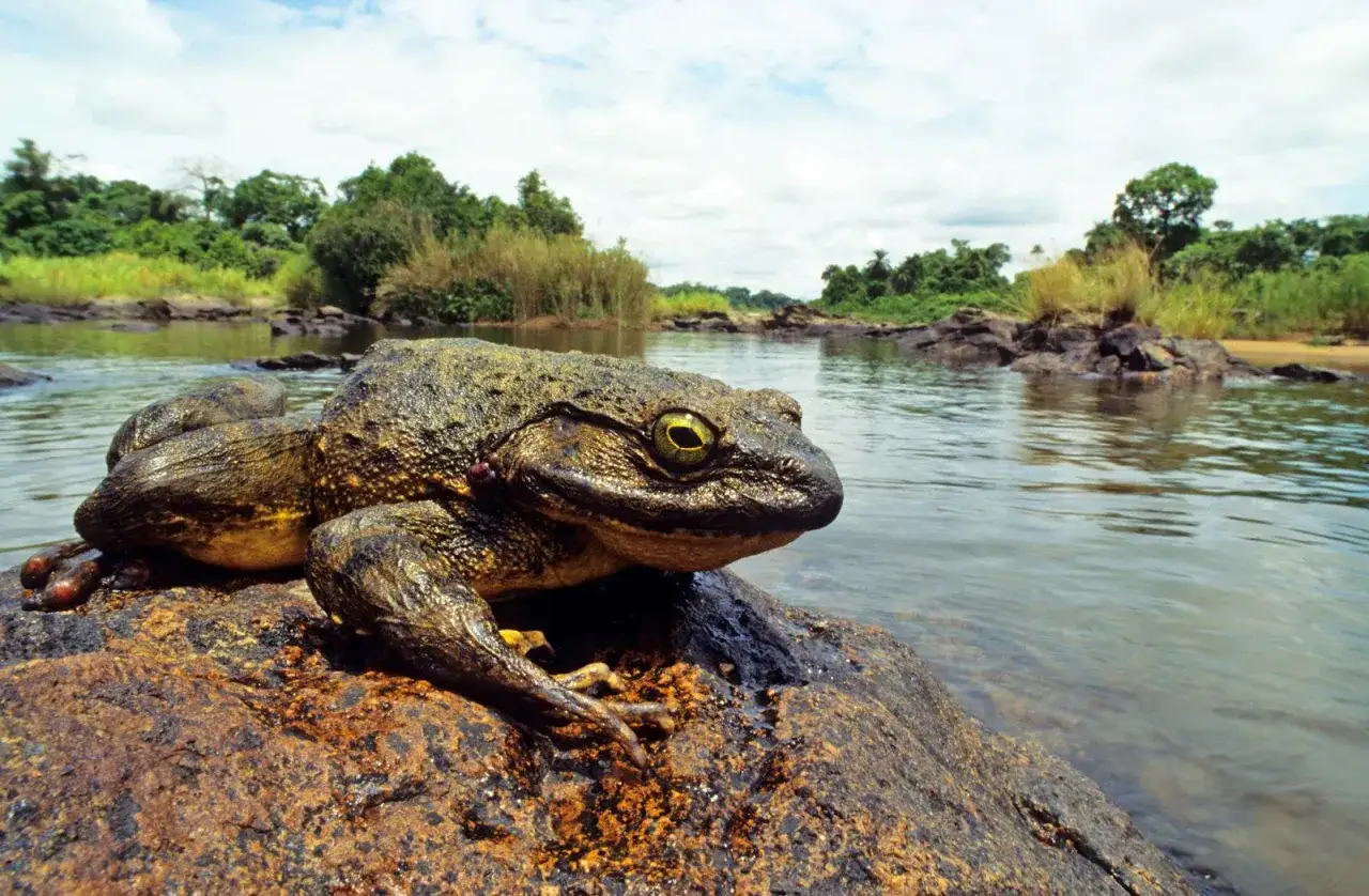 Goliath frog, największa żaba na świecie, siedzi na kamieniu przy rzece.