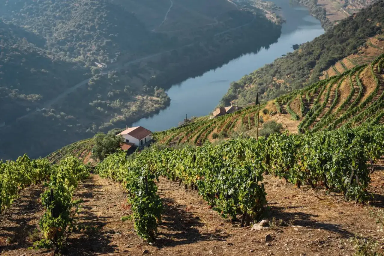 Vigneti terrazzati scendono verso il fiume Douro, dove il sole matura le uve per il pregiato **douro vino**. Case sparse punteggiano il paesaggio.