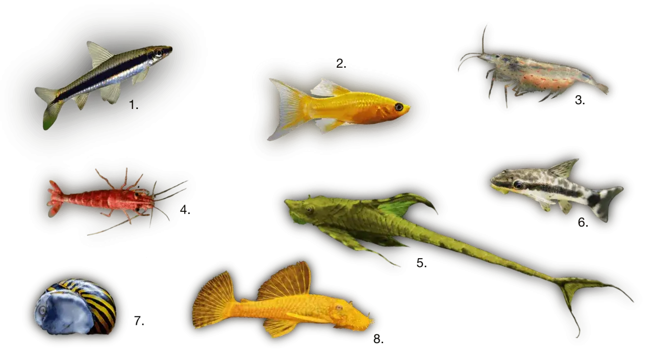 Un poisson mangeur d'algues vert, un poisson jaune, une crevette rouge, une crevette grise, un poisson rayé, un poisson doré et un escargot rayé sur fond noir.