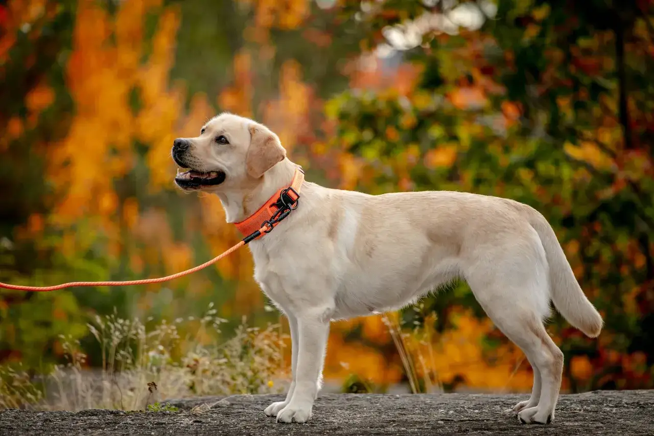 En ståtlig jaktlabrador gul med orange koppel och halsband står på en sten. Bakgrunden är en höstskog i varma färger.