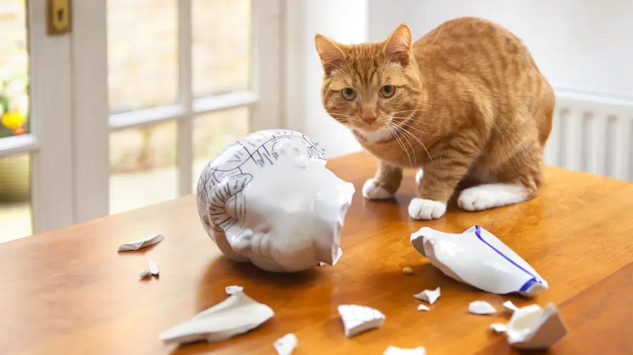 Gato naranja mira fijamente un busto de cer&aacute;mica roto, quiz&aacute;s explicando por qu&eacute; los gatos tiran cosas.