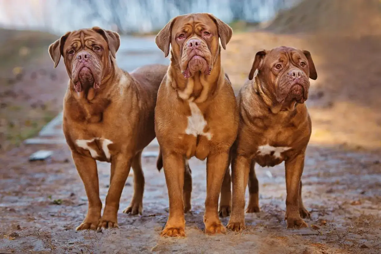 Trois dogues de Bordeaux, au pelage fauve et au regard m&eacute;lancolique, posent ensemble sur un chemin de terre.