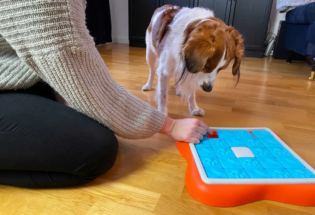 En person hjälper en hund att aktivera hund mentalt med ett interaktivt pusselspel. Hunden tittar nyfiket på leksaken.