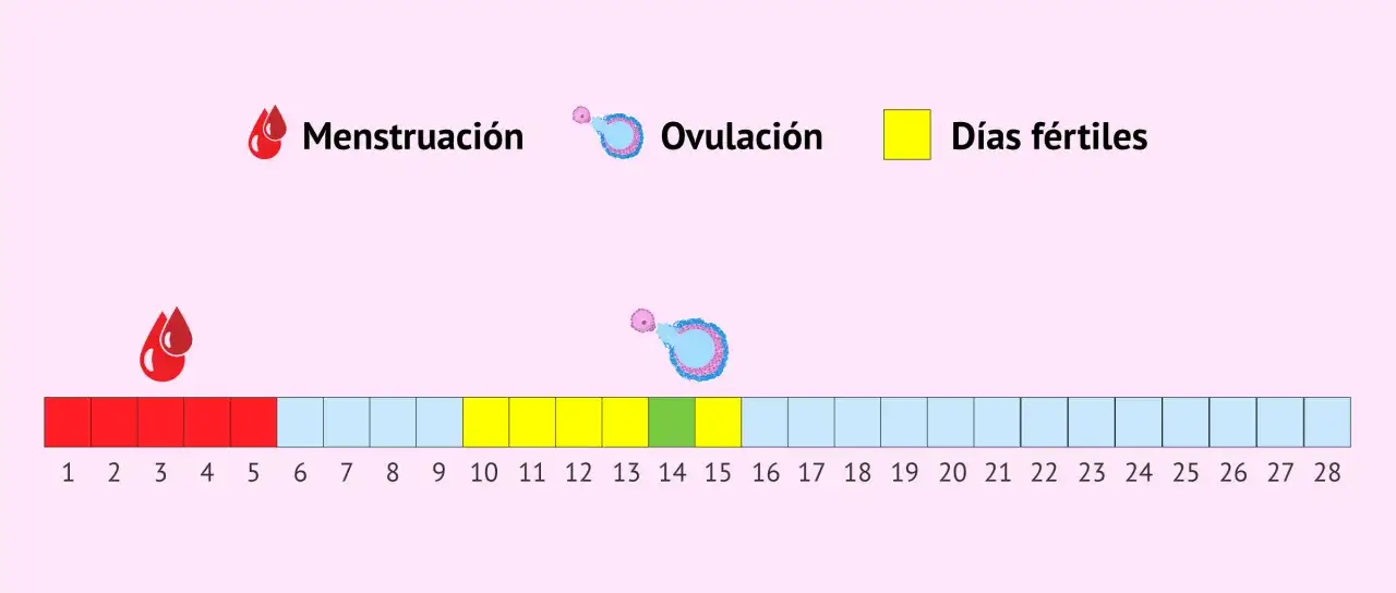 Calendario menstrual: días rojos (menstruación), amarillos (días fértiles) y azules. La ovulación ocurre en el día 14. Conocer tus días fértiles es clave.