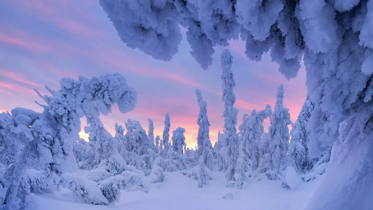 Árboles cubiertos de nieve y escarcha bajo un cielo rosado y púrpura. Son unas bonitas fotos en la nieve, capturando la magia invernal.