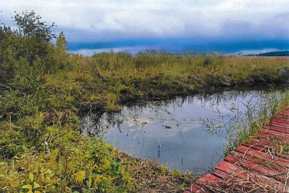 Zarośnięte brzegi jeziora Sasek Wielki, z drewnianym pomostem po prawej.