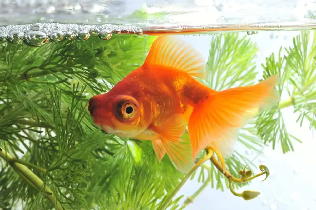 En orange guldfisk, en riktig **telescope fish**, simmar bland gr&ouml;na vattenv&auml;xter n&auml;ra ytan med bubblor.