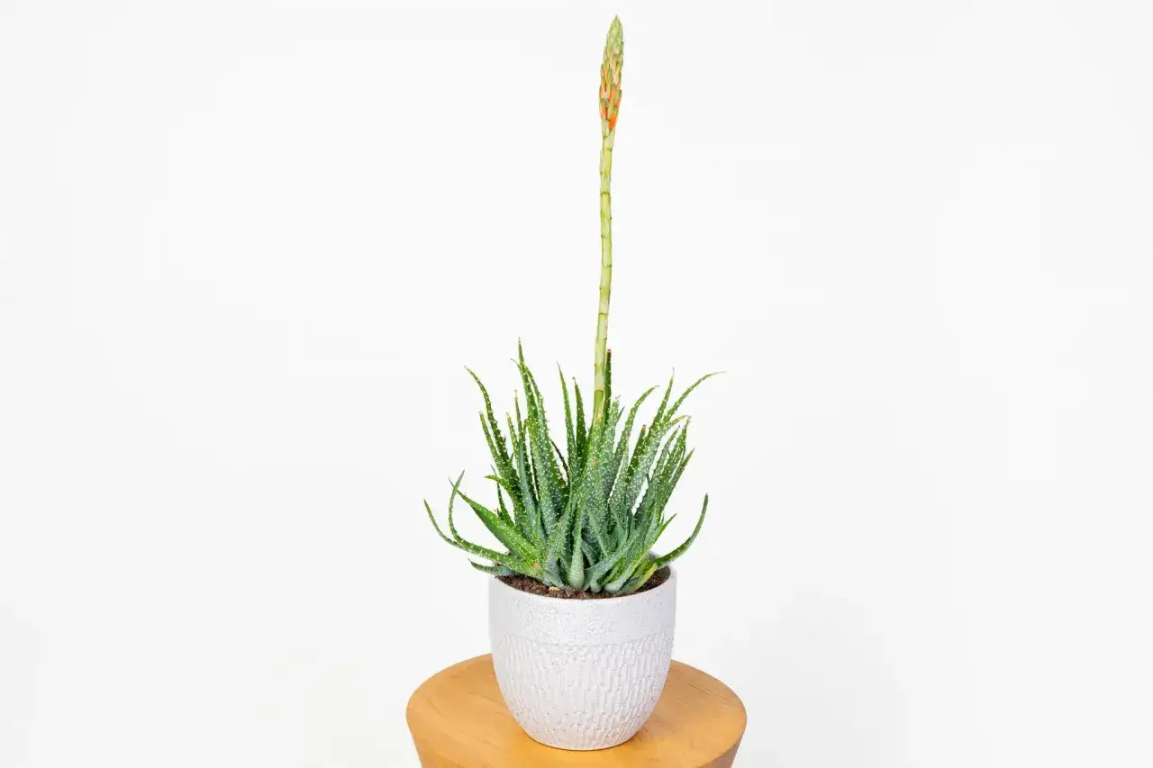 Zielony aloes w białej doniczce z pędem kwiatowym, zapowiadający aloes kwitnienie.