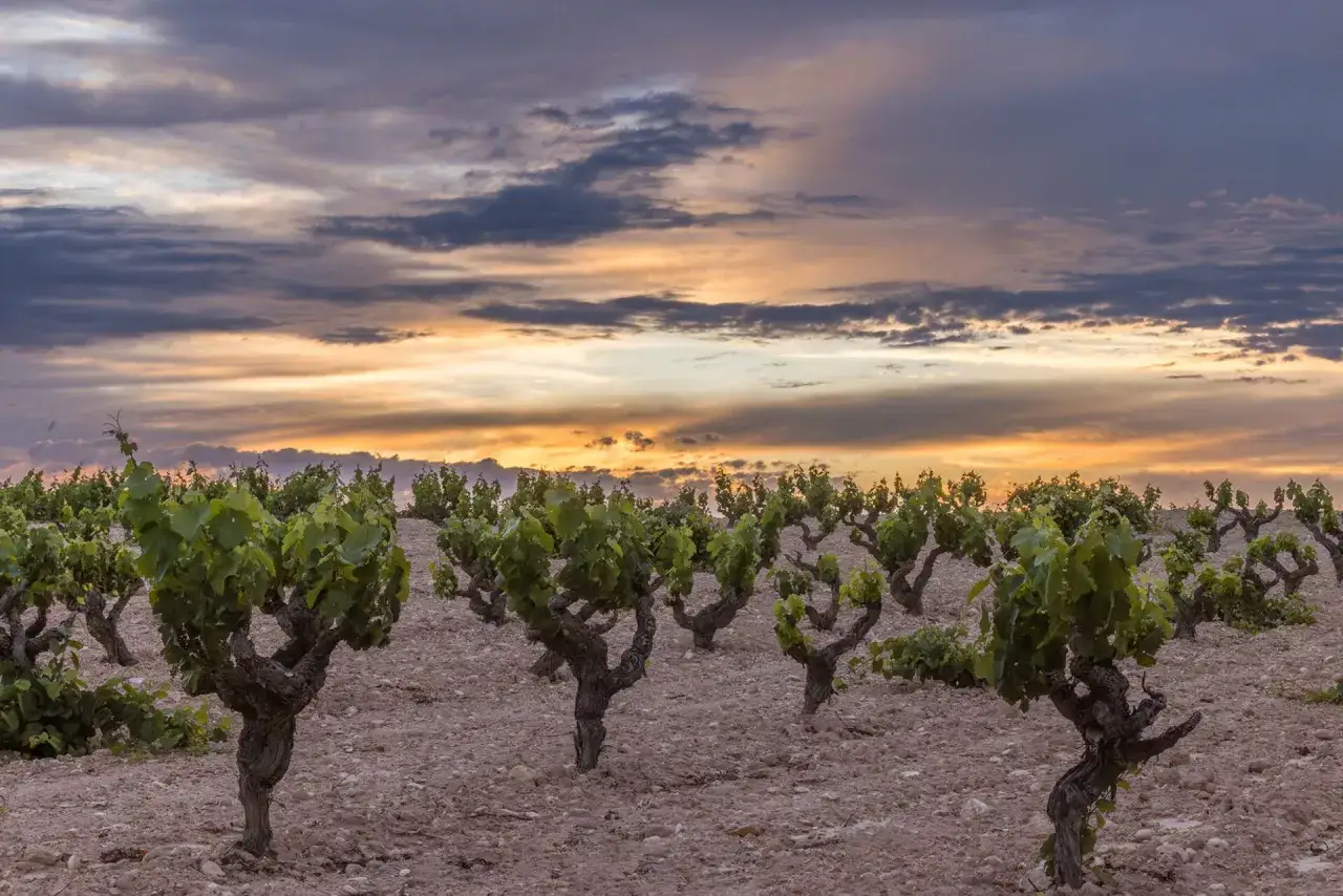 Reben im Abendlicht, die auf den Wein aus Jumilla warten.