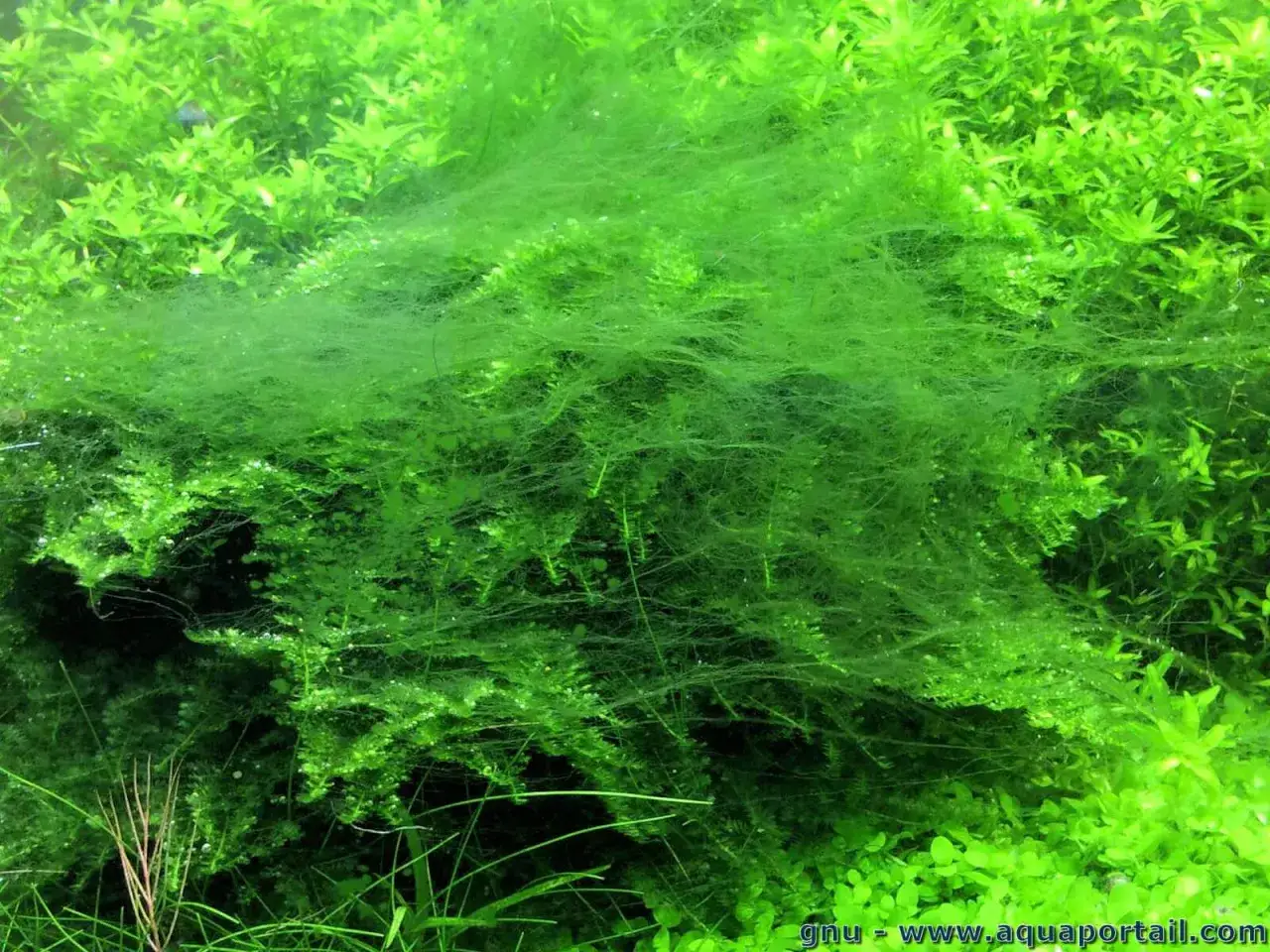Un amas dense d'algues vertes filamenteuses recouvre une partie d'un aquarium, formant un tapis vaporeux sur des plantes aquatiques luxuriantes.
