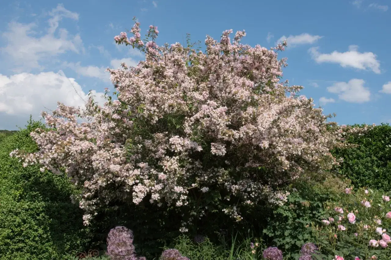 Blühende Kolkwitzie im Garten, bereit für den Rückschnitt. Zarte rosa Blüten bedecken den Strauch unter blauem Himmel.