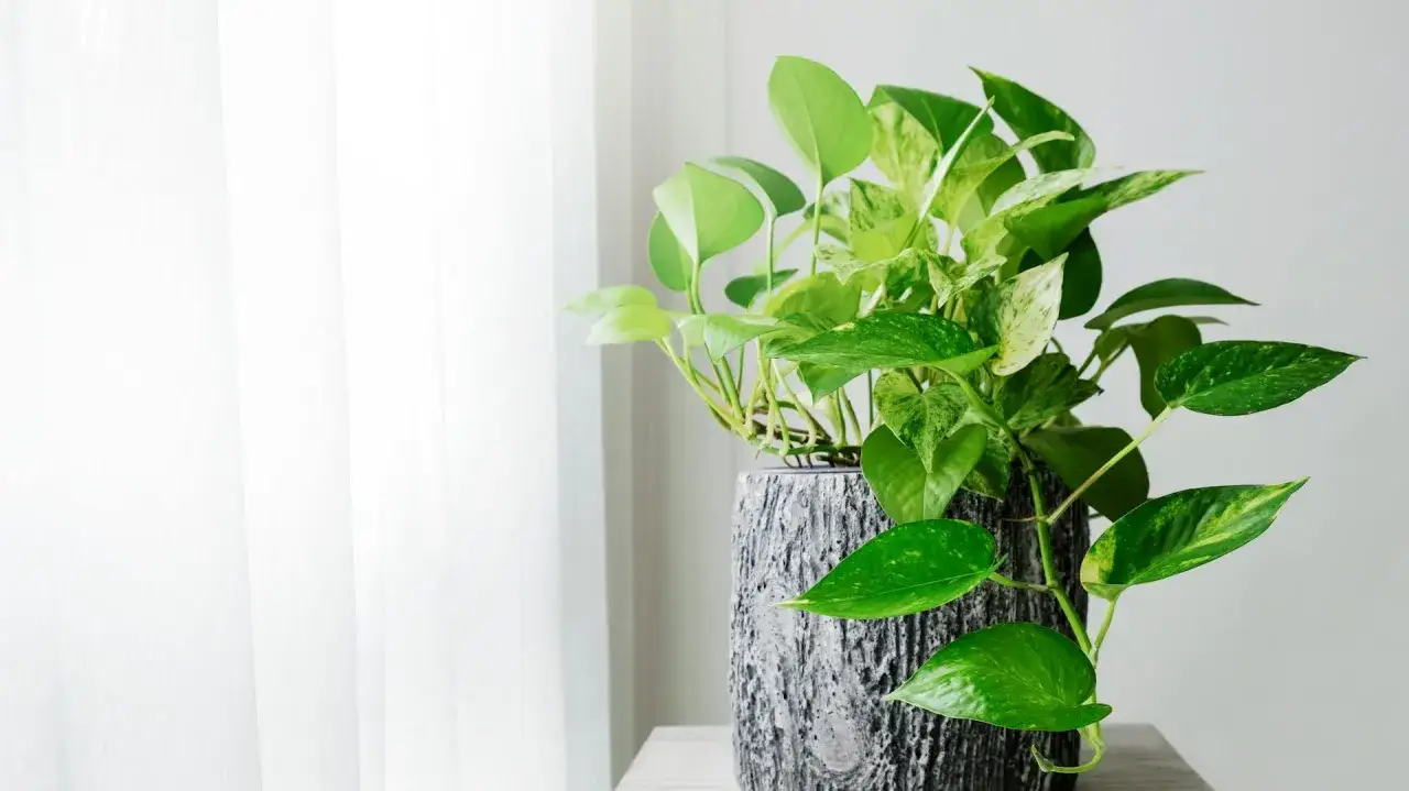 Eine &uuml;ppige pothos pflanze mit gr&uuml;nen und wei&szlig; gefleckten Bl&auml;ttern w&auml;chst aus einem strukturierten grauen Topf.