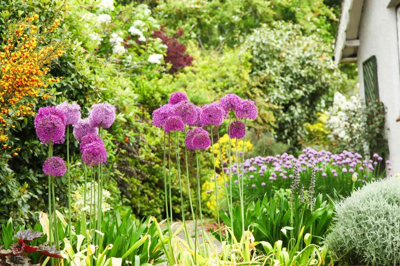 Jard&iacute;n exuberante con flores moradas y amarillas. Algunas de estas plantas para ahuyentar mosquitos, como el ajo ornamental, crean un ambiente natural y perfumado.