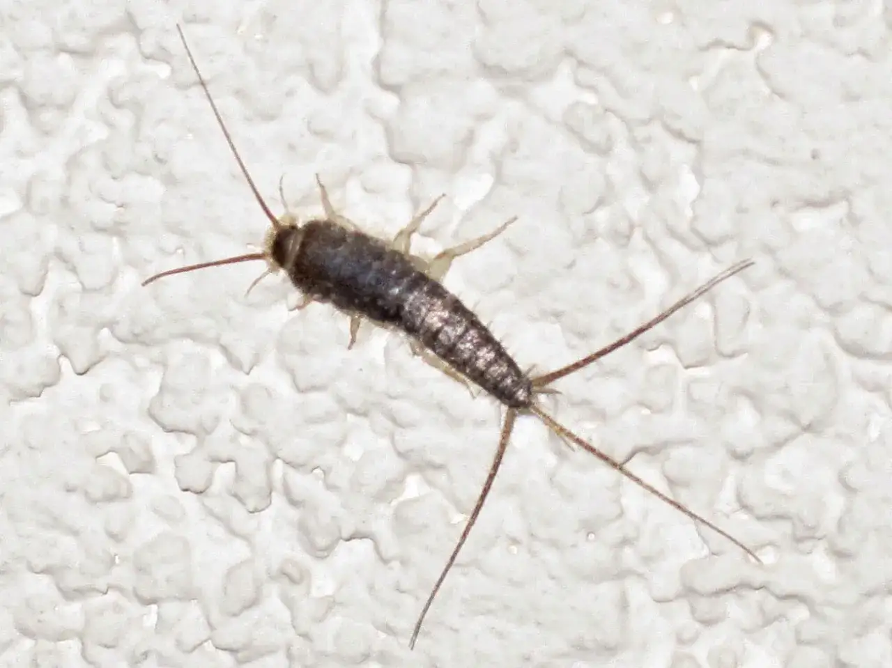 En svart silverfisk med långa antenner och tre svansliknande utskott kryper på en vit, texturerad yta.