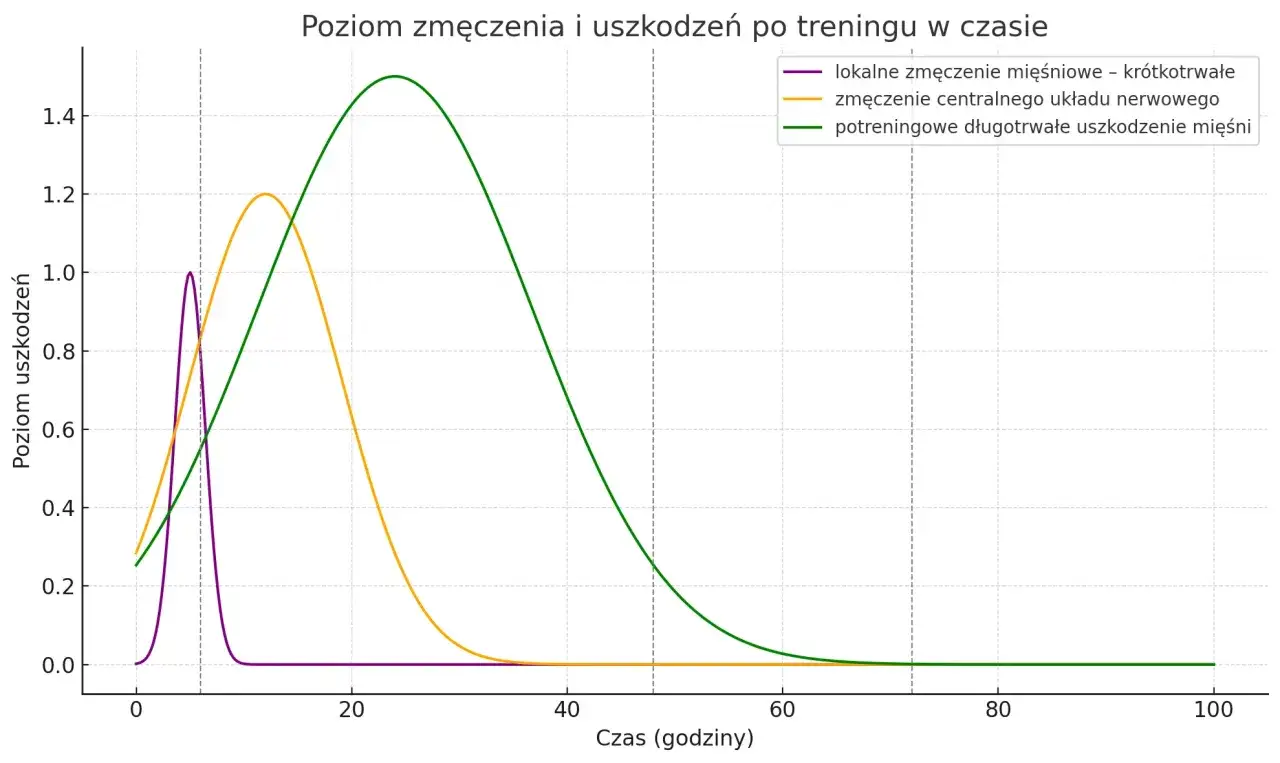 regeneracja mięśni po treningu, wzrost mięśni