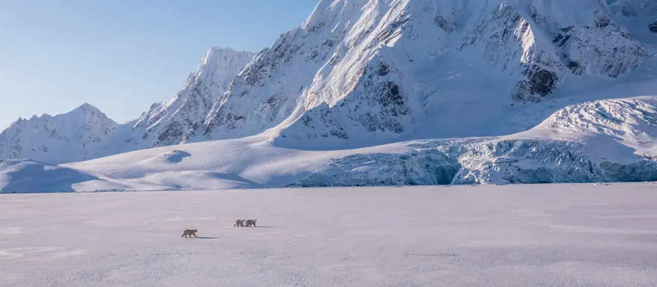 Trzy niedźwiedzie polarne przemierzają lodową pustynię na archipelagu Svalbard, w tle majestatyczne, ośnieżone góry i lodowiec.