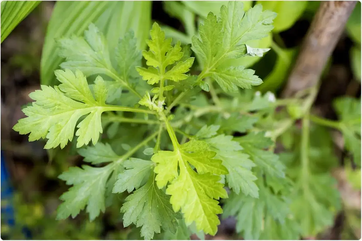 Gr&uuml;ne, gefiederte Bl&auml;tter von Artemisia annua. Die Pflanze wird f&uuml;r ihre Wirkung auf die Psyche gesch&auml;tzt.