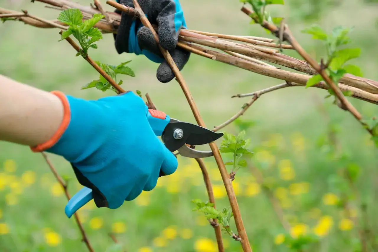 Gartenarbeit: H&auml;nde in blauen Handschuhen schneiden Himbeerstr&auml;ucher mit einer Gartenschere.