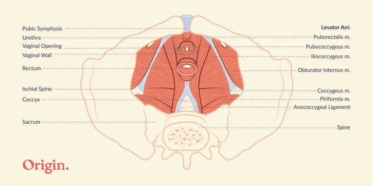 Anatomia miednicy z zaznaczonymi strukturami, w tym mięśniami dna miednicy.
