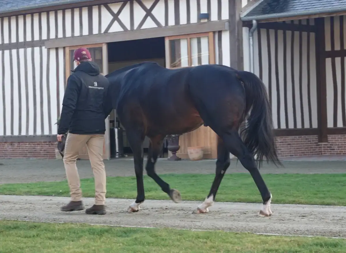 Un homme accompagne un magnifique étalon cheval noir, aux sabots blancs, devant une bâtisse normande.