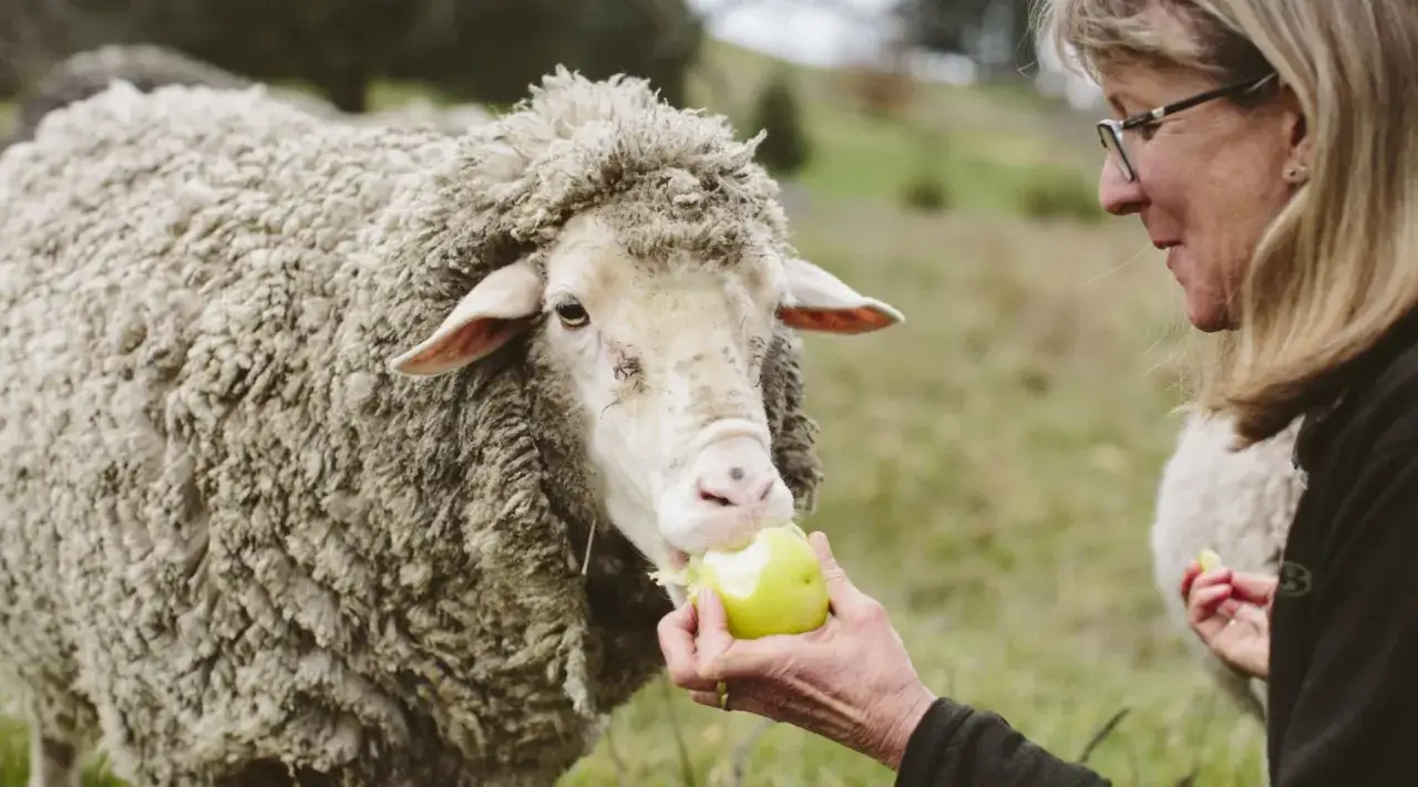 Frau f&uuml;ttert Schaf Apfel. Ein Zeichen f&uuml;r verantwortungsvolle Wolle, die nach dem Responsible Wool Standard Deutschland zertifiziert ist.