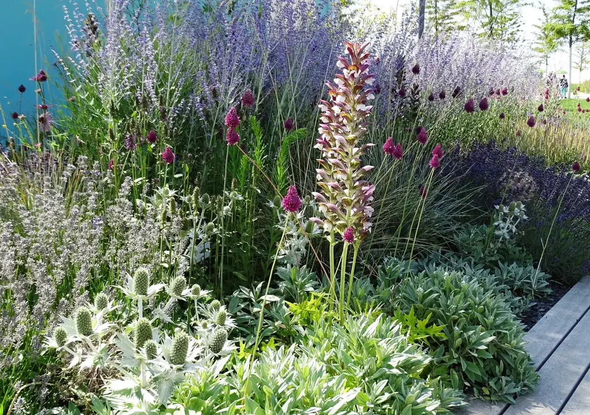 Ein üppiges Beet mit lila Blüten, Steppen-Salbei und stacheligen Pflanzen.
