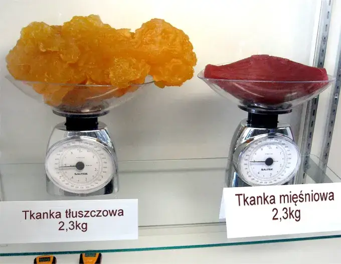 Por&oacute;wnanie kilograma mięśni i kilograma tłuszczu