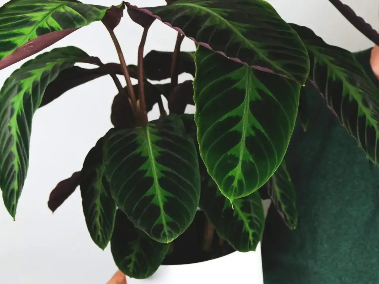 Calathea warscewiczii z ciemnozielonymi liśćmi ozdobionymi jaśniejszymi, zielonymi wzorami. Sp&oacute;d liści ma purpurowy odcień.