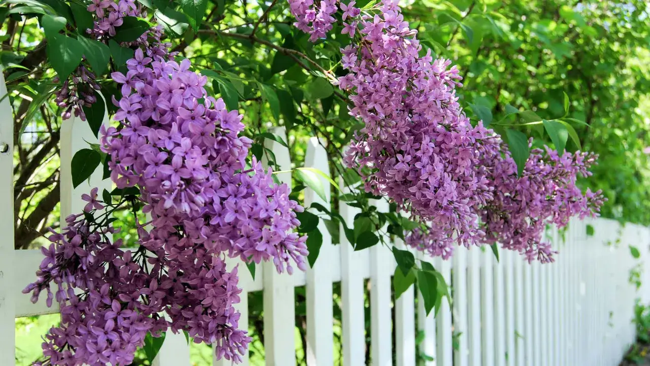 Vackra lila syrener h&auml;nger &ouml;ver ett vitt staket. Snart &auml;r det dags att besk&auml;ra syrenen f&ouml;r att den ska forts&auml;tta blomma rikligt.