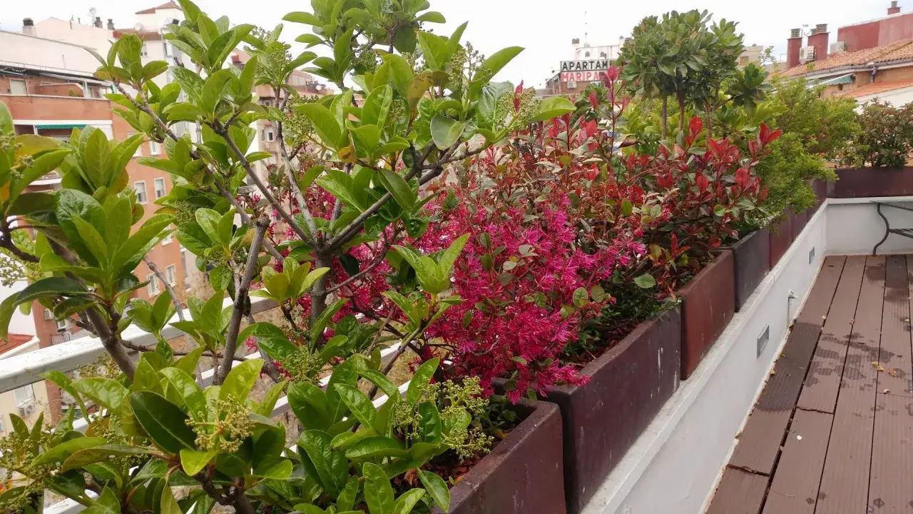 Jard&iacute;n en azotea con plantas que aguantan el sol: verdes frondosas, flores fucsias y follaje rojizo en maceteros de metal.