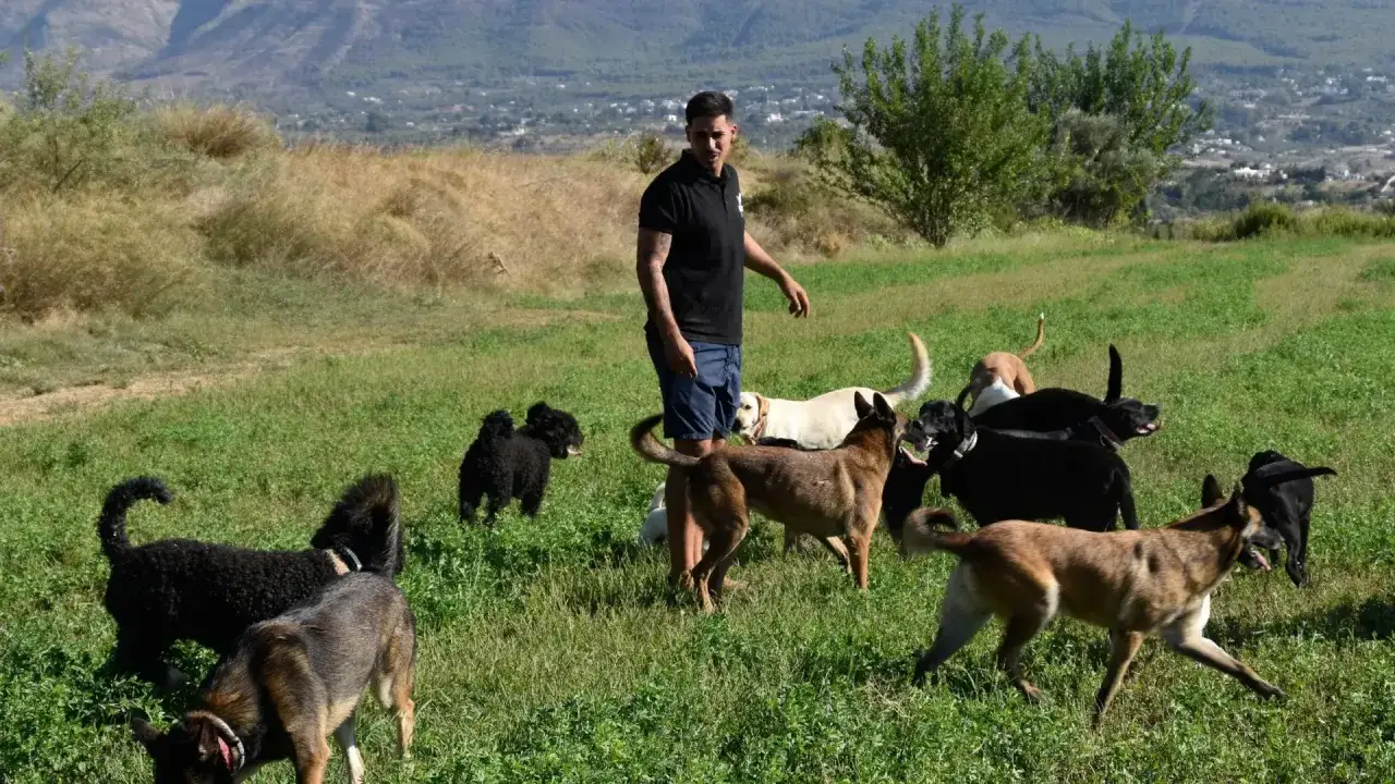 Un educador canino supervisa a un grupo de perros jugando en un campo verde con colinas al fondo.